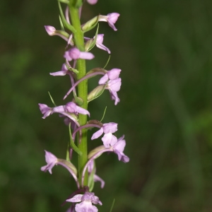 Photographie n°237675 du taxon Gymnadenia densiflora (Wahlenb.) A.Dietr. [1839]