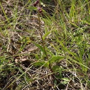 Photographie n°237676 du taxon Epipactis atrorubens (Hoffm.) Besser [1809]