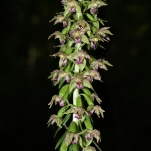 Photographie n°237677 du taxon Epipactis helleborine (L.) Crantz [1769]