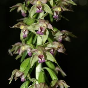 Photographie n°237678 du taxon Epipactis helleborine (L.) Crantz [1769]