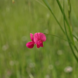 Lathyrus nissolia L. (Gesse de Nissole)