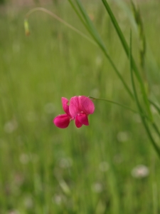 Beranger BERNARD, le 24 mai 2014 (Metz (Vallières))