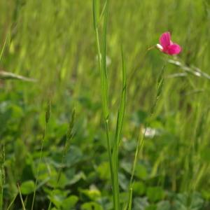 Photographie n°237684 du taxon Lathyrus nissolia L. [1753]