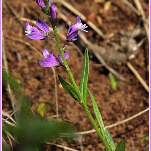 Photographie n°237686 du taxon Polygala vulgaris L. [1753]