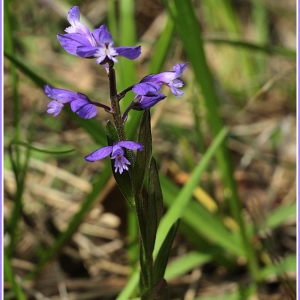 Photographie n°237687 du taxon Polygala vulgaris L. [1753]