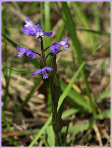 Gérard CalbÉrac, le  9 mai 2012 (Couchey (Le Taviard))