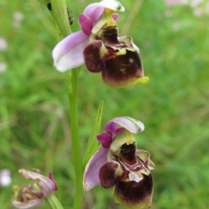  - Ophrys gresivaudanica O.Gerbaud [2002]