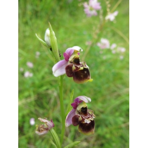 Ophrys gresivaudanica O.Gerbaud