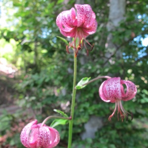 Photographie n°237706 du taxon Lilium martagon L.