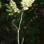  Liliane Roubaudi - Rumex intermedius DC. [1815]