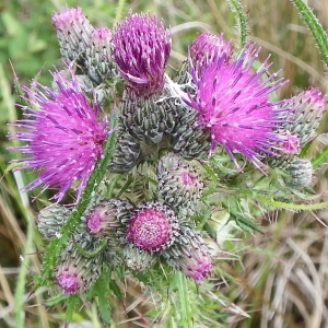 Photographie n°237739 du taxon Cirsium palustre (L.) Scop. [1772]