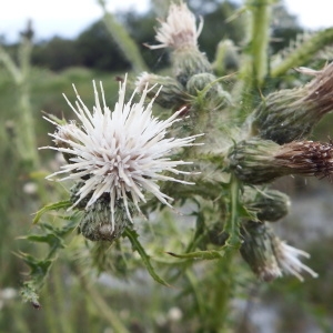 Photographie n°237740 du taxon Cirsium palustre (L.) Scop. [1772]