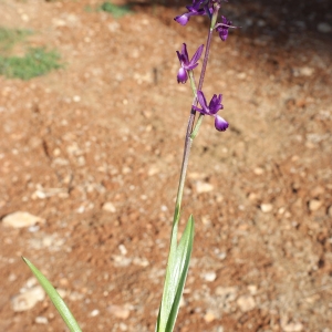 Photographie n°237757 du taxon Anacamptis champagneuxii (Barnéoud) R.M.Bateman, Pridgeon & M.W.Chase [1997]