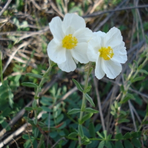 Photographie n°237793 du taxon Helianthemum apenninum (L.) Mill. [1768]