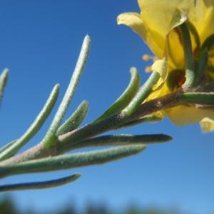 Photographie n°237830 du taxon Fumana procumbens (Dunal) Gren. & Godr. [1847]