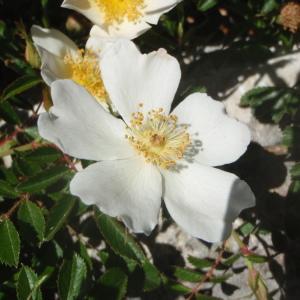 Photographie n°237837 du taxon Rosa agrestis Savi [1798]