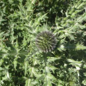 Photographie n°237847 du taxon Echinops ritro L. [1753]