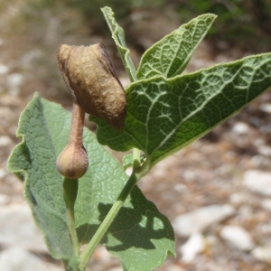 Photographie n°237852 du taxon Aristolochia pistolochia L. [1753]