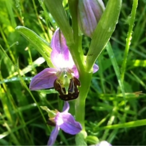 Photographie n°237868 du taxon Ophrys apifera Huds. [1762]