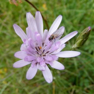 Photographie n°237887 du taxon Podospermum purpureum (L.) W.D.J.Koch & Ziz