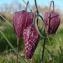 Fritillaria meleagris L. [nn28311] par natureln le 27/03/2014 - Pineuilh