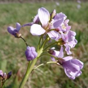 Photographie n°237892 du taxon Cardamine L. [1753]