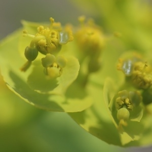 Photographie n°237935 du taxon Euphorbia serrata L. [1753]