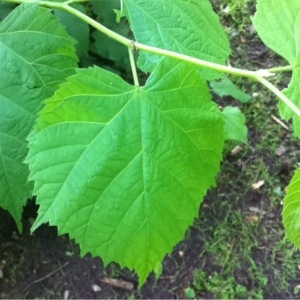 Photographie n°237983 du taxon Tilia cordata Mill. [1768]