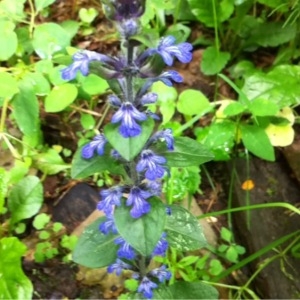 Photographie n°237996 du taxon Ajuga reptans L. [1753]