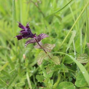 Photographie n°238010 du taxon Bartsia alpina L. [1753]