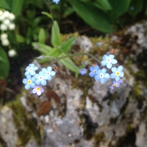 Photographie n°238011 du taxon Myosotis arvensis (L.) Hill [1764]
