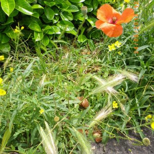 Photographie n°238026 du taxon Papaver rhoeas L. [1753]