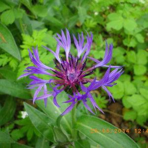 Photographie n°238029 du taxon Centaurea montana L. [1753]