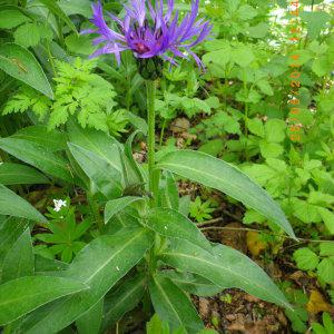 Photographie n°238030 du taxon Centaurea montana L. [1753]