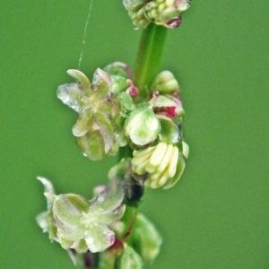 Photographie n°238058 du taxon Rumex thyrsiflorus Fingerh. [1829]