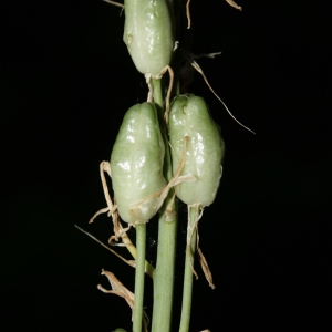 Photographie n°238073 du taxon Loncomelos narbonensis (L.) Raf. [1840]