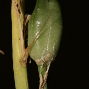 Photographie n°238076 du taxon Loncomelos narbonensis (L.) Raf. [1840]