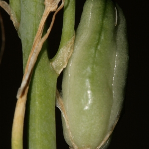 Photographie n°238078 du taxon Loncomelos narbonensis (L.) Raf. [1840]