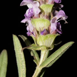 Photographie n°238082 du taxon Prunella hyssopifolia L. [1753]