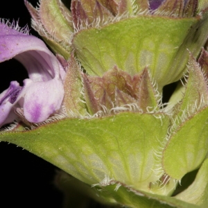 Photographie n°238083 du taxon Prunella hyssopifolia L. [1753]