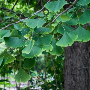 Photographie n°238087 du taxon Ginkgo biloba L. [1771]