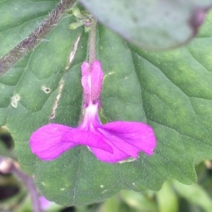 Photographie n°238092 du taxon Lunaria annua L. [1753]