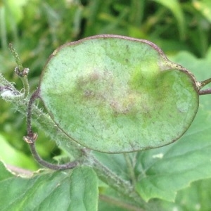 Photographie n°238093 du taxon Lunaria annua L. [1753]