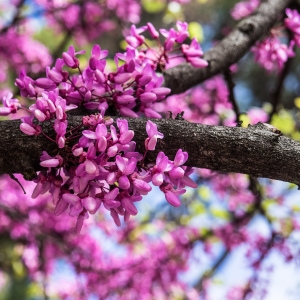 Photographie n°238104 du taxon Cercis siliquastrum L. [1753]