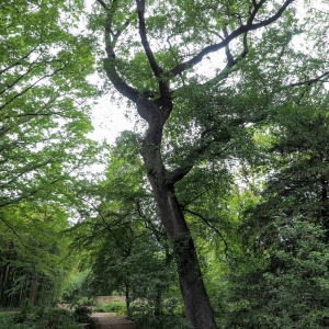 Photographie n°238147 du taxon Quercus castaneifolia C.A.Mey. [1831]