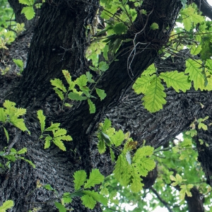 Photographie n°238159 du taxon Quercus robur L. [1753]