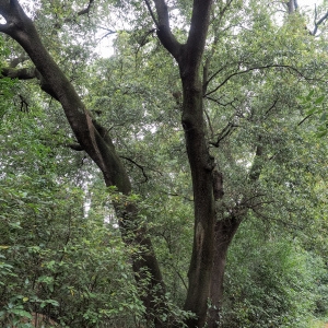 Photographie n°238169 du taxon Quercus ilex L. [1753]