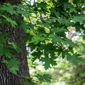 Liquidambar orientalis Mill.