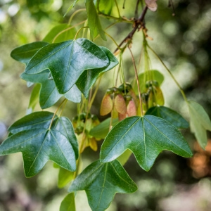 Photographie n°238190 du taxon Acer monspessulanum L.