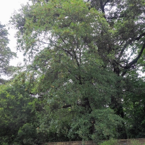 Photographie n°238191 du taxon Acer monspessulanum L.